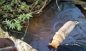 Közterületi szopás meglepetés erdei sétán