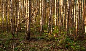 Прекрасна брюнетка чупи анал в есенната гора, искаш ли да я чуеш да вика?