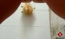 Calentándome en la bañera metiendo los dedos, ¡qué rico con estos juguetes en mi coño! 🔥