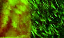 Mature milf's juicy ass dominated by a young stud