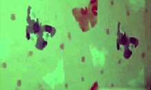 Mara fucking bent over with big cock voyeur cumshot on ass Brazilian milf big ass sex amateurs