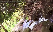 Nina rivera almost gets caught sucking don whoe's dick by the river