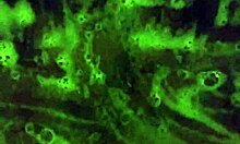 Mzkiwi explores anal in the shower for the first time