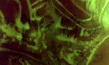 Mzkiwi explores anal in the shower for the first time