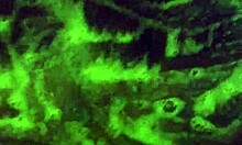 Mzkiwi explores anal in the shower for the first time