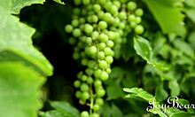 Hot New Tennis Coach Bent Over For Deepthroat