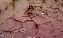 Loirinha Safada Engages In Public Sex On The Beach With Doggystyle, Blowjob, And Outdoor Adventures.