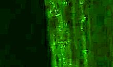 perverted teen 18+s are having joint sex together