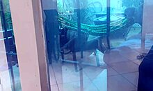 Old cuckold neighbor watches his latina wife get fucked by huge dicks in amateur reality fetish scene