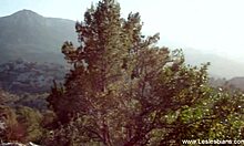 these happy lesbians are lusting with toys and fingering in europe