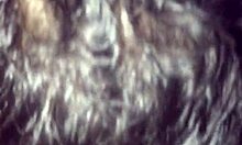 Want to see this favelado's monster cock in the orgy?