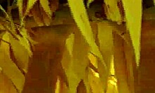 Island of Kink Captures Raw Action with Your Girlfriend