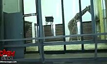 Udendørs kæreste hjemmelavet video med naughty par giver håndjob