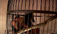 i watch my blond busty beauty in stockings get bent over and banged hard