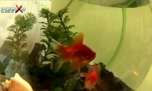 how does an extra curvy brunette handle extreme fisting from her horny lesbian girlfriend