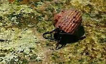 Did the bikini babe save him with doggy on the beach?