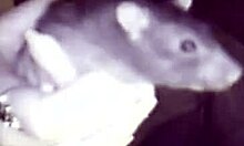 The horny CHUBBY GRANNY finishes the guy off with a BLOWJOB on WEBCAM.