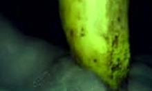 horny amateur goes wild with a banana on camera, close-up of her shaved pussy masturbation.