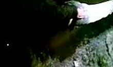 brown-haired hottie sucking and being really naughty on cam. oral fun included