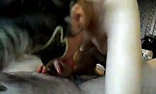 mask-wearing wife gives pov blowjob on sofa