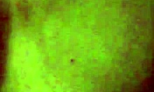 big pussy plays with rubber toys close-up