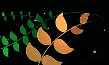 Amateur Sweetie Records Homemade Webcam Video With Tanned Body