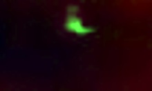 alluring girlfriend blows cock in homemade clip