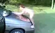 I'm an amatuer redhead posin on the car in my miniskirt, teasin outdoors.