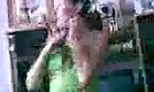 Adorable Young Slut Dances And Strips In Pigtails At Home!