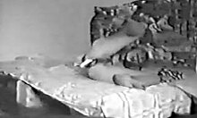 Sensual lesbian sweeties masturbate with dildos and vibrators on bed