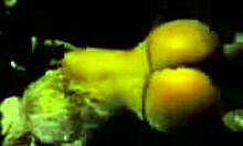 Irresistible stripper dances seductively, showing her ass in a thong at the night club