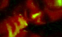 Pretty Hottie Blows Boyfriend's Cock Emotionally