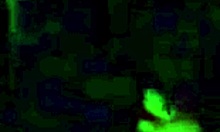 Shy sweetie engages in intimate encounter with two guys homemade