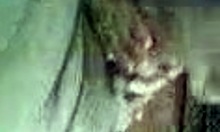 Mature Woman Sucks In Homemade Clip