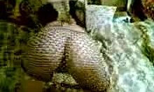 Is this russian hottie seducing you with her see-through ass?