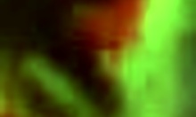 the amateur ex girlfriend jerks and sucks a hard cock in pov