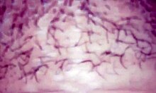 Mi Culona Sabrosa Shows Off Big Ass in Homemade Clip