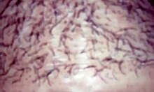 Mi Culona Sabrosa Shows Off Big Ass in Homemade Clip