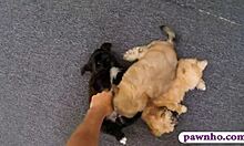 Cute Babe Gets Pounded By Pawn Guy's Monster Cock On Hidden Cam