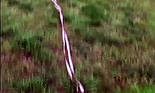 Help me find easter eggs in the backyard