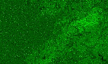 teasing little wet pussy with shaved lips and panties