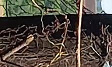 morena no mato danu sua nova bunda