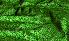 Redhot Fox Rides in POV Scene.