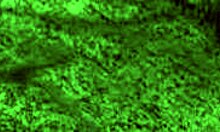 Redhot Fox Rides in POV Scene.