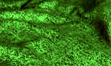 Redhot Fox Rides in POV Scene.