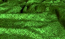 Redhot Fox Rides in POV Scene.