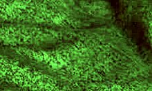 Redhot Fox Rides in POV Scene.