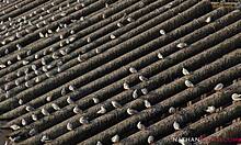 Czech teen Cindy Shine drilled by tutor Ian Scott's huge cock