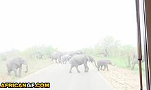 cute black bunny luvs big white mans toy so muchh