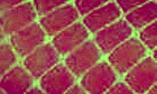 sexy hot white angel with cute lingerie, small tits, young body, masturbating in european style